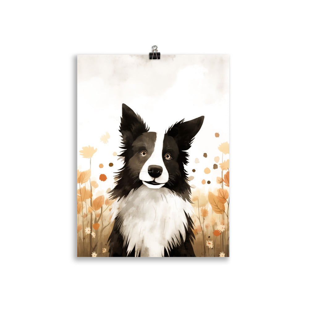 Border collie